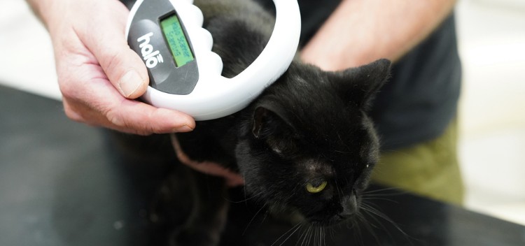 Pet microchipping in Claygate