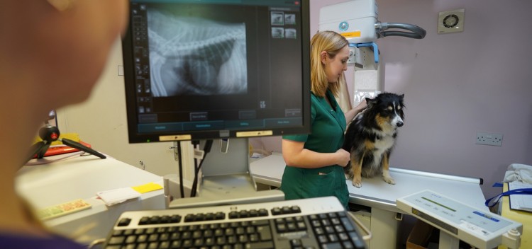 Digital pet X-ray facilities in Teddington