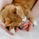 Why choose Molesey Vets for your cat’s care