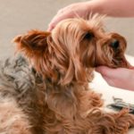 How to make your dog’s day at Molesey Vets