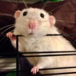 Alpha Vets explains why small furry pets need a vet