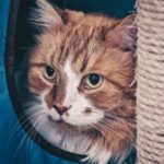 Going away? Get our cat holiday care checklist