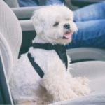 Causes of car travel sickness in dogs and remedies