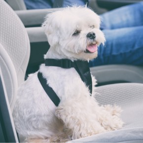 Causes of car travel sickness in dogs and remedies