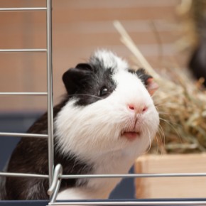 Use Claygate Vets’ list to beat the Guinea Pig Holiday Blues