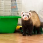 Read Darren’s advice on keeping ferrets cool in summer