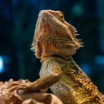 Adjusting the basking temperature for bearded dragons in hot weather
