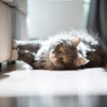 Molesey Vets gets honest about cats