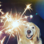 Molesey Vets explain how to desensitise your dog to fireworks