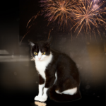 Get our ‘November noise tick list’ for cat owners