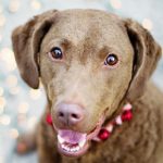 Dog friendly days out in Surrey this December