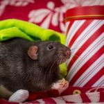 Read Darren’s house party advice for owners of small furry pets