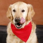 Christmas foods that are toxic to dogs – a Vet’s guide