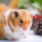 Bored guinea pigs and hamsters – how to avoid this at Christmas time