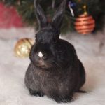 Claygate Vets’ team answers common questions on winter rabbit care