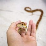 Do reptile pets make good Christmas presents?