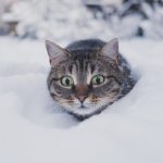 Too cold to walk the dog or expect the cat to go out? Try our indoor activities instead