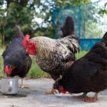 UK bird flu housing order starts November 29th – ALL bird keepers must act now