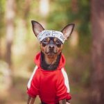 Dog owners need Molesey Vets’ eco-friendly new year fitness ideas