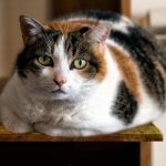 Claire McCarthy explains why cat dieting should be overseen by a Vet
