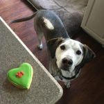 Darren Partridge talks overweight dog problems and eco-friendly treats