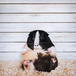 Is your guinea pig overweight?