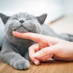 Darren shares why a cat microchip gives the best start to the New Year