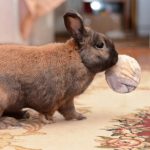 Seven new year exercise tips for rabbit owners in Surrey