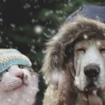 Get Claygate Vets’ guide on winter welfare tips for pets