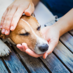 Dogs across the UK catching severe mystery illness