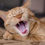 Molesey Vets explains the signs of feline dental disease to look for