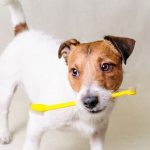 My dog’s breath stinks – do they need to see a Vet?