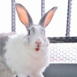Common hamster, guinea pig & rabbit dental problems
