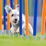 10 dog nutrition & fitness tips you both need in your life