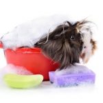 Essential guinea pig grooming advice from Alpha Vets’ Nurses