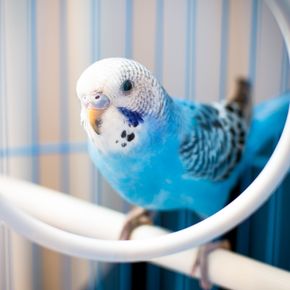 Advice on caring for indoor birds in Surrey