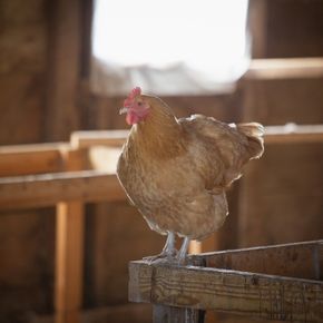 Get Molesey Vets’ enrichment tips for locked up hens