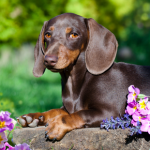 Claygate Vets’ experts share preventative care must-haves for dogs