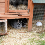 Why rabbit vaccinations are so important in Surrey
