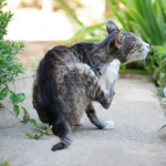 Important spring parasite advice for Greater London cat owners