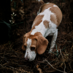 A closer look a dog fleas, worms, and ticks with our Vet