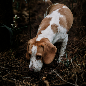 A closer look a dog fleas, worms, and ticks with our Vet
