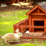 East Molesey vets share important spring parasite advice for rabbit owners