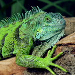 Molesey Vets’ guide to parasitic worms in reptiles