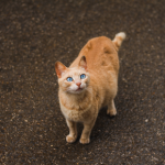 World Spay Day – Darren shares health risks for unneutered pets