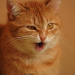 Is your cat suffering from hay fever in Surrey?