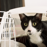 How to keep your cat calm on a vet visit to Molesey Vets