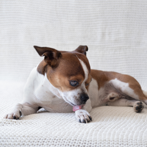 4 common types of skin problems in dogs