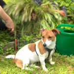 How to pet-proof spring gardens in Greater London