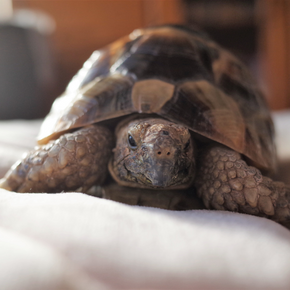 Helping Surrey tortoises wake up from hibernation safely